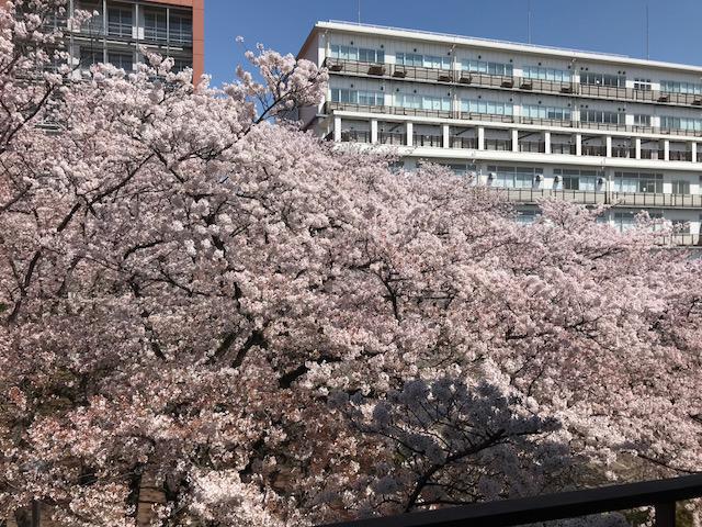 満開の桜